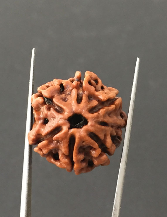 7 Mukhi Certified Nepali Rudraksha Size- 20 mm